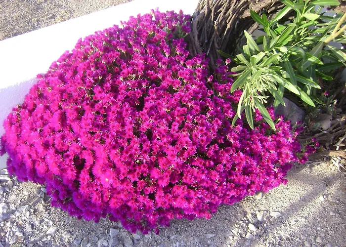 فندق Vrachia & Koloumpos